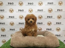 Toy Poodle - Teddy - Male