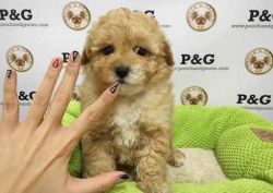 Amazing Toy Poodle Pups For Sale(xxx) xxx-xxx0