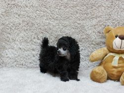 Stunning Akc Toy Poodle Puppies
