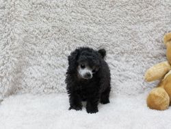 Well Trained Toy Poodle Puppies