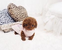 Vet check Toy Poodle Puppies