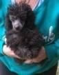 Beautiful silver Toy Poodle ready