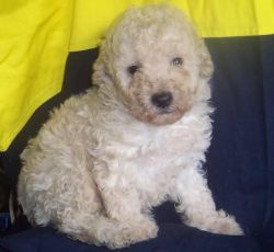 Purebred Toy Poodle Puppy