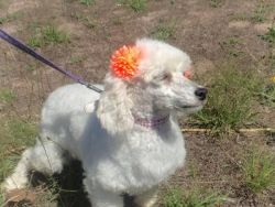 Adult female toy poodle