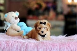 Gorgeous Poodles - New Puppy Financing!!