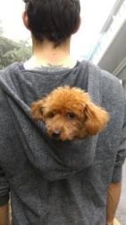 Toy poodle (Red) Urgent