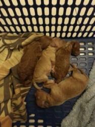 Toy Poodle Puppies Looking For Petlovers