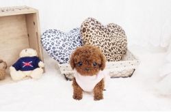Smart Toy Poodle Puppies