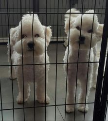 Miniture Pup Poodles For Free!!