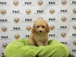 Toy Poodle - Toffee - Male