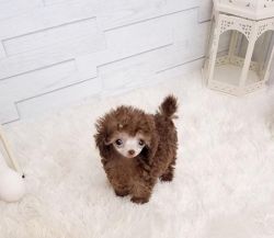 Pretty Toy Poodle Puppies