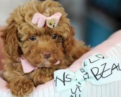 Beautiful Teacup and Toy Poodles!!