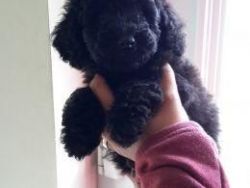 toy poodle puppy ready now