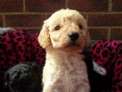 toy poodle available for lovely homes