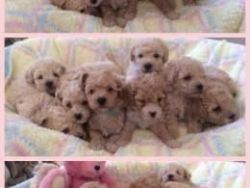 two weeks male and female toy poodle