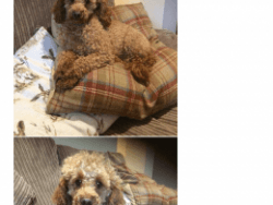 adorable toy poodle for lovely homes