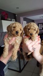 Kc Toy Poodle Puppies Prcd-pra Clear (xxx)xxx-xxxx