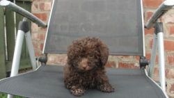 Toy Poodle Male with 14 weeks old