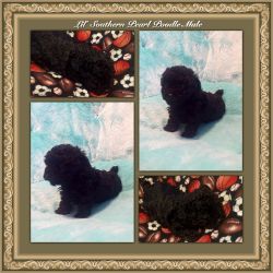 Lil' Southern Pearl Poodle Male