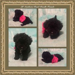 Lil' Southern Pearl Poodle Female