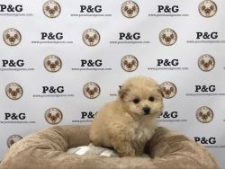 Toy Poodle - Peaches - Female