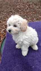 Irresistible Poodle puppies for sale.