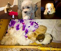 Three Toy Poodle Puppies