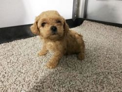 Angel Toy Poodle