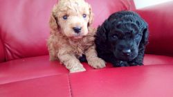 Toy Poodle puppies available