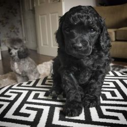 Beautiful Toy Poodle Pups For Sale