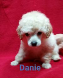 Akc toy poodle puppies