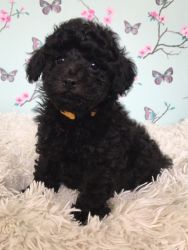 *beautiful Toy Poodle Puppies*