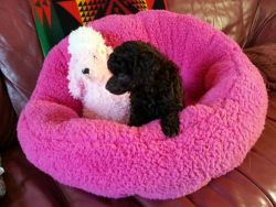 Beautiful Kc Toy Poodle Puppies