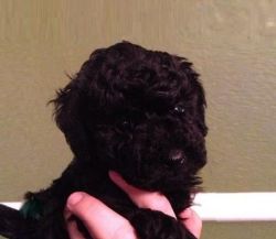 Beautiful Kc Toy Poodle Puppies