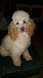 Kc Reg Cream Toy Poodle For Stud Only Proven