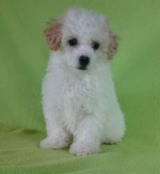 Absolutely beautiful Toy Poodle puppies For Sale