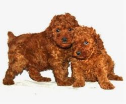 Toy Poodle Puppies For Adoption