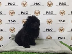 Toy Poodle - Hershey - Male