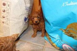 Red Toy Poodle Puppy Ready Now.