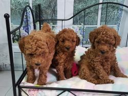 Toy poodle puppies for adoption