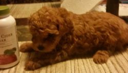 Adorable APRI Registered Tiny Toy Poodle Puppies