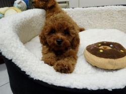 Toy poodle girl puppy ready now! Last of the litter