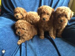 **gorgeous Red Toy Poodle Puppies *