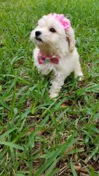 Adorable Female Toy Poodle
