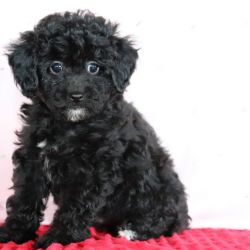 COAL TOY POODLE