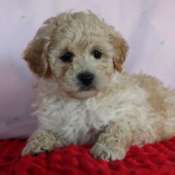 KYLE TOY POODLE
