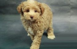 Spunky Toy Poodle puppies