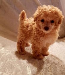 poodle for sale