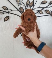 Kc Toy Poodle puppies