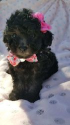 Adorable Black Female Toy Poodle Puppy